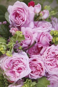 LOVELY PARFUMA (floribunda)